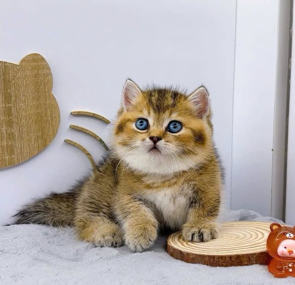 Munchkin