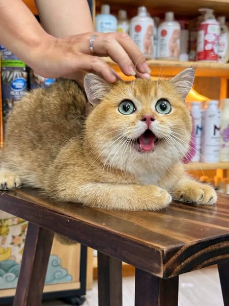 British Shorthair