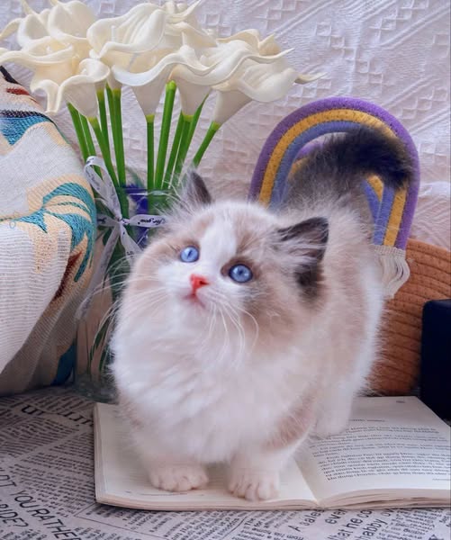 Ragdoll