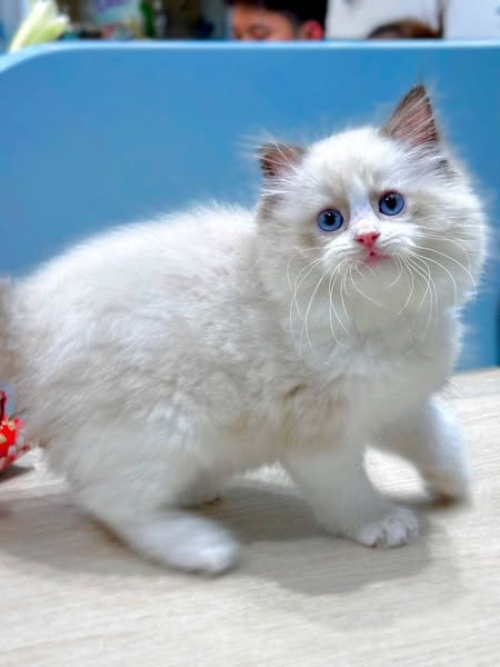 Ragdoll