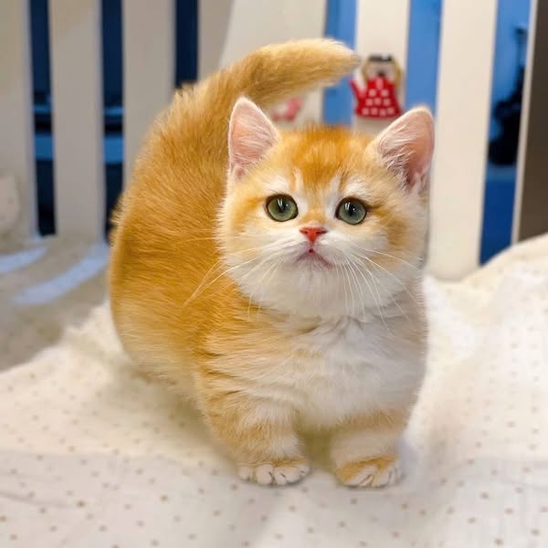Munchkin