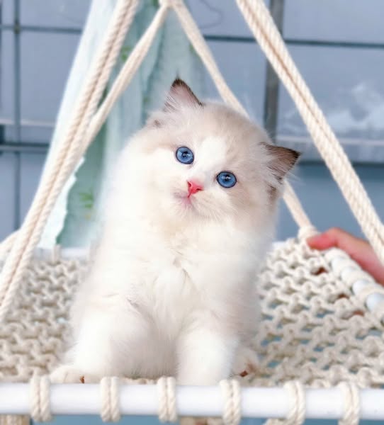 Ragdoll
