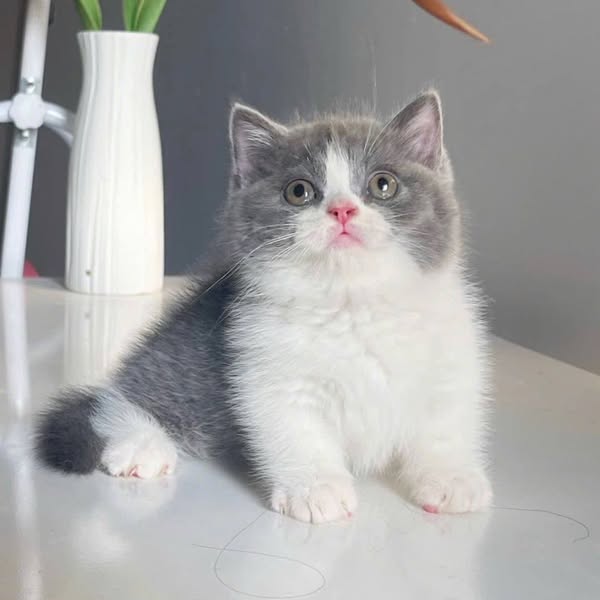 Munchkin