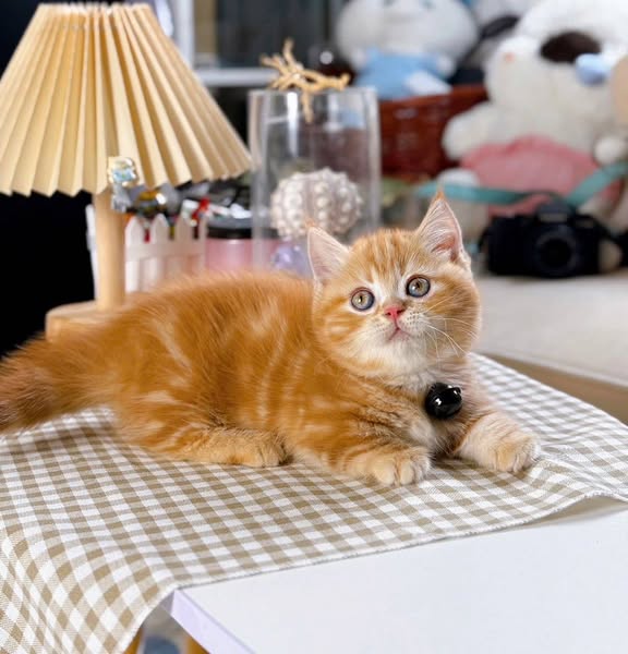 Munchkin