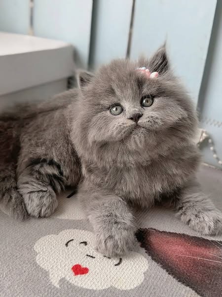 British Longhair