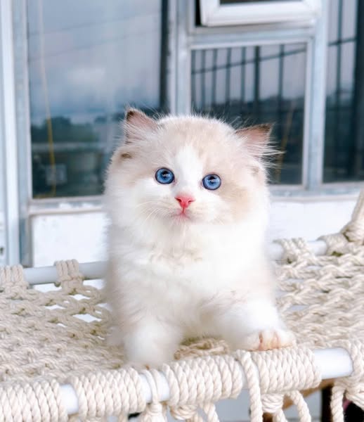 Ragdoll