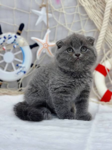 Scottish Fold
