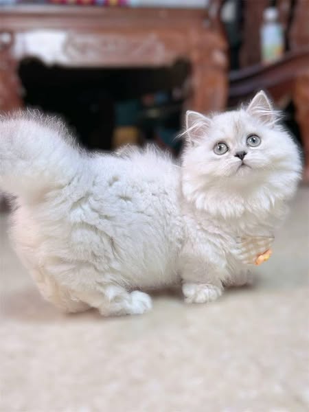 Munchkin Longhair