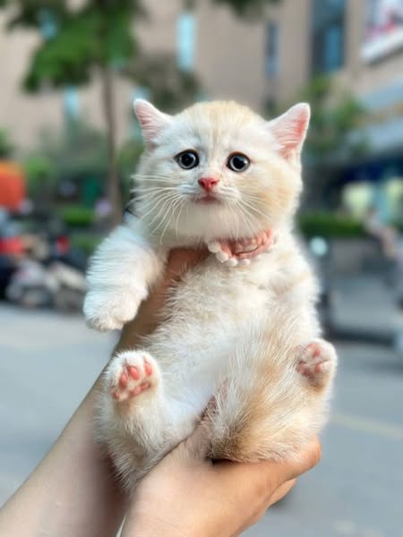 Munchkin