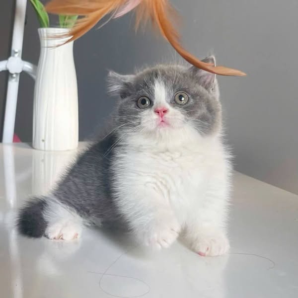 Munchkin