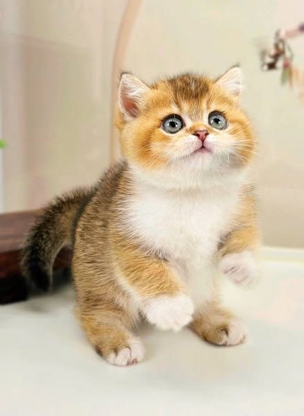 Munchkin