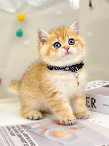 British Shorthair