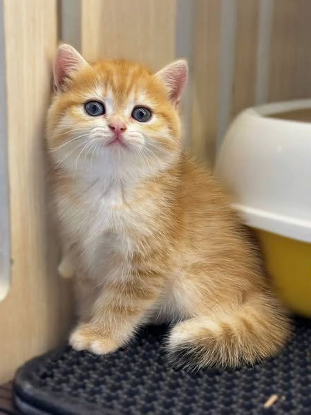 British Shorthair