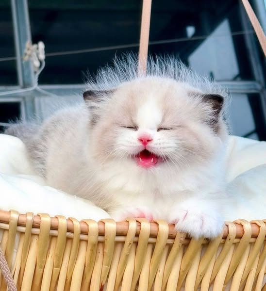 Ragdoll