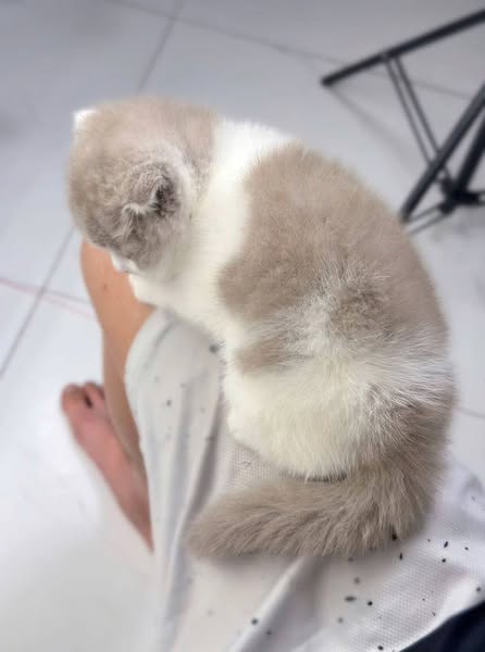 Scottish Fold