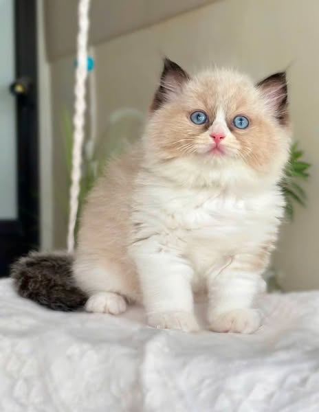 Ragdoll