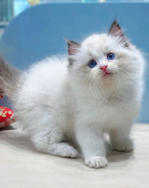 Ragdoll