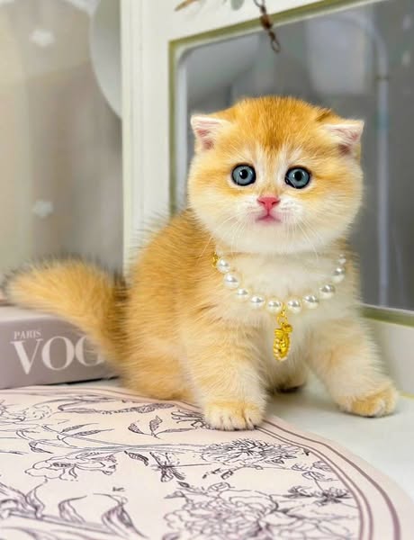Scottish Fold