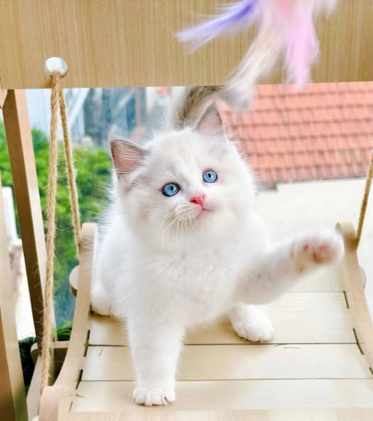 Ragdoll