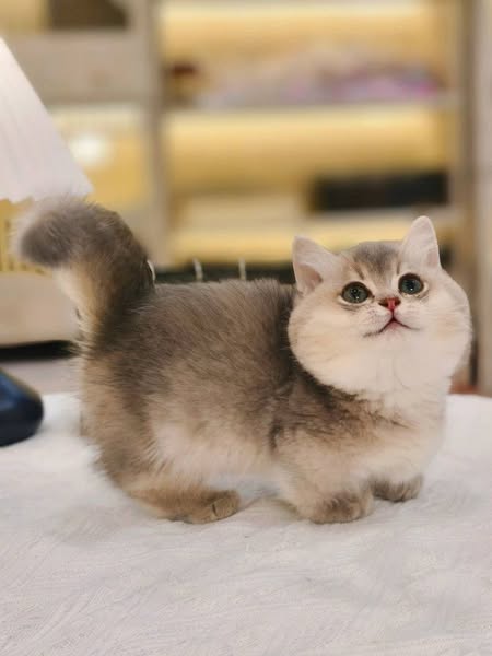 Munchkin