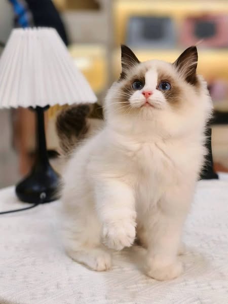 Ragdoll