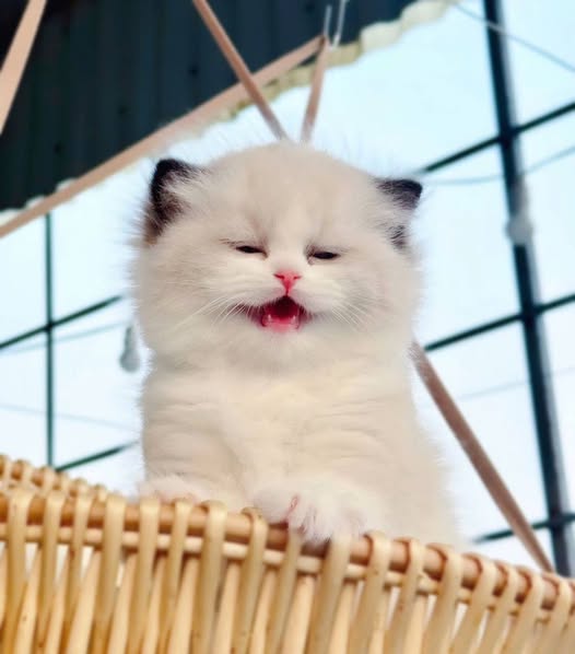 Ragdoll