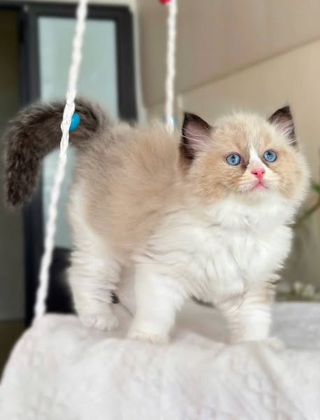 Ragdoll