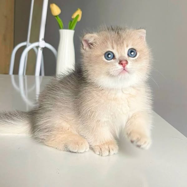Munchkin Fold