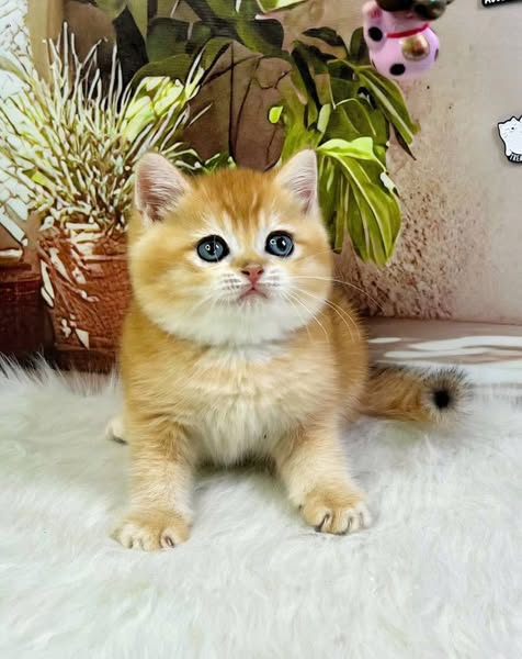 British Shorthair