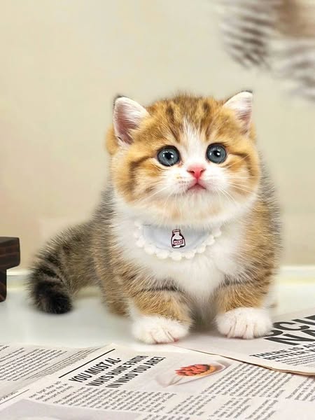 Munchkin