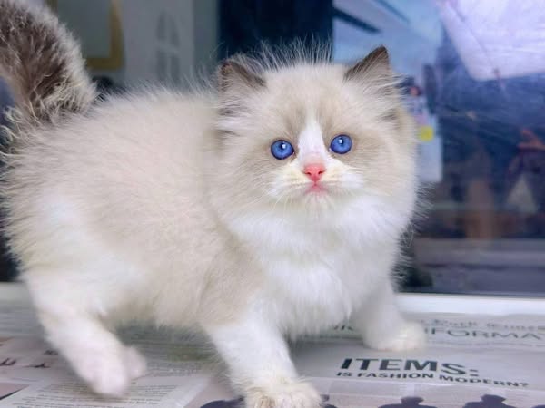 Ragdoll