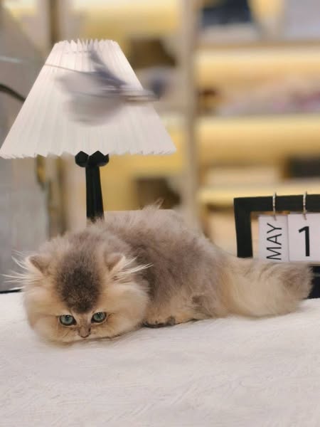 Munchkin Longhair