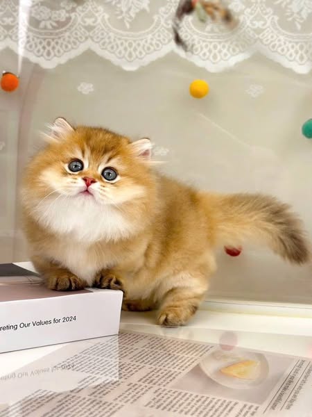 Munchkin Longhair
