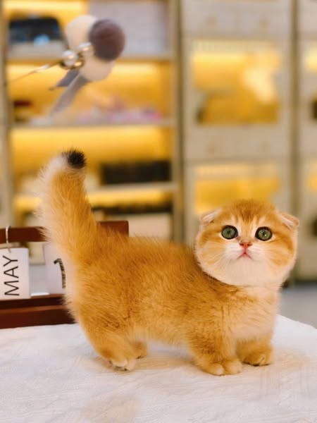 Munchkin Fold