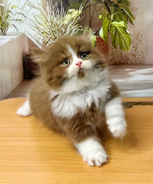 British Longhair