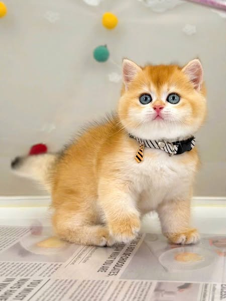 British Shorthair