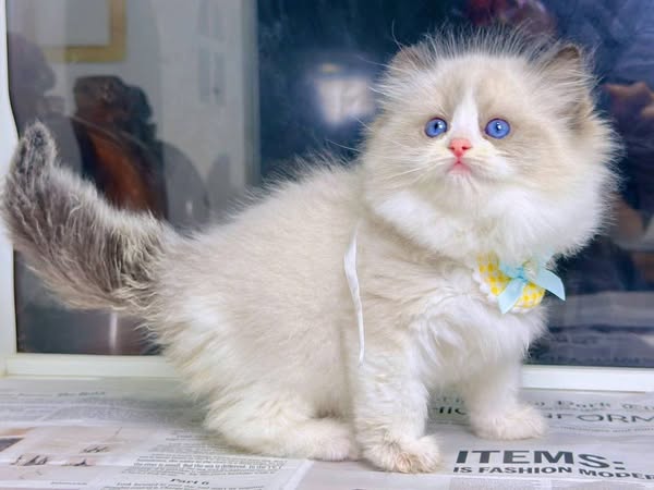 Ragdoll