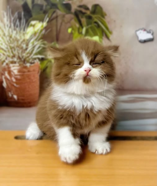 British Longhair