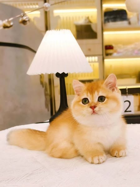 Munchkin