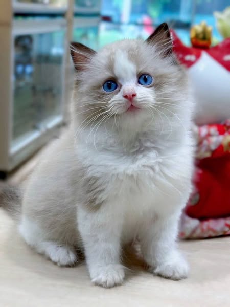 Ragdoll