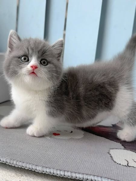 Munchkin