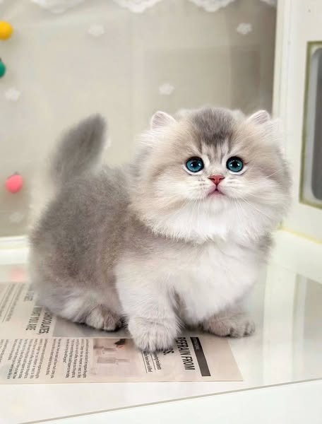 Munchkin Longhair