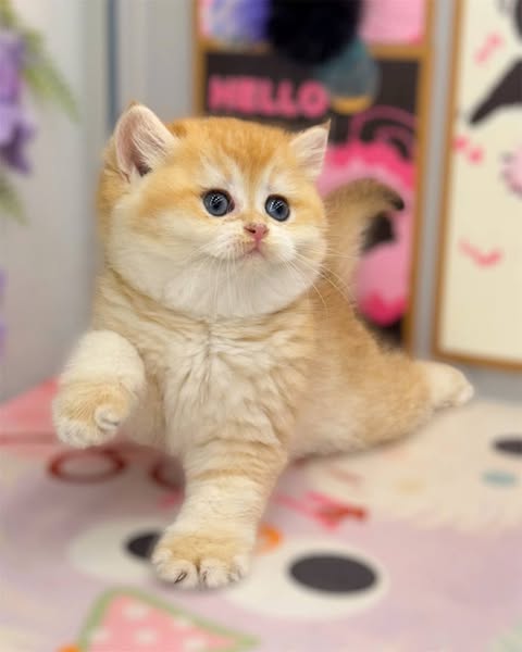 British Shorthair