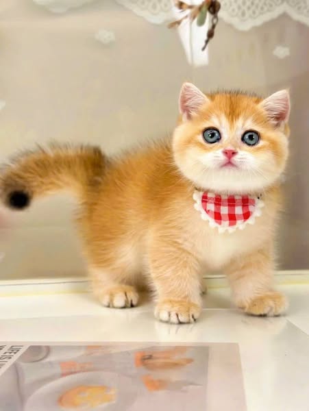 British Shorthair
