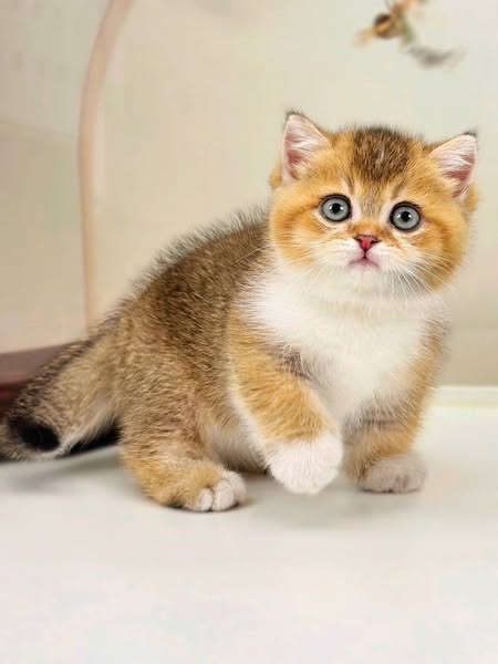 Munchkin