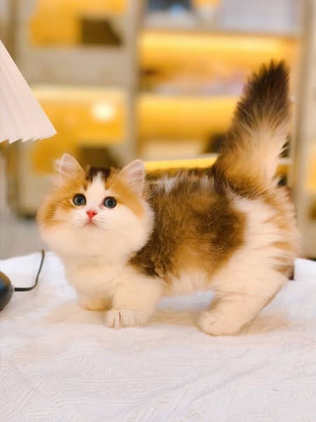Munchkin Longhair