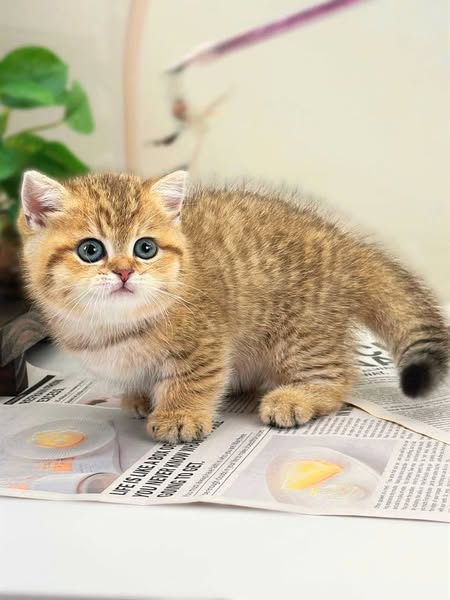 Munchkin