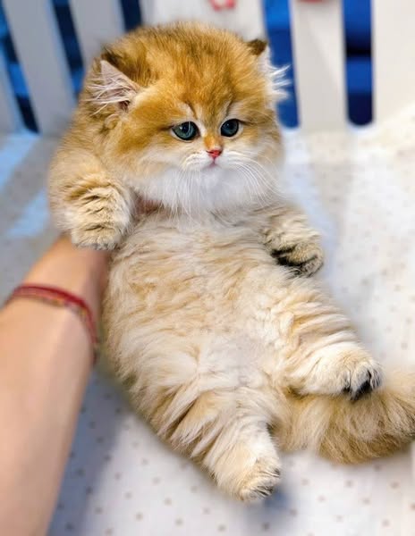Munchkin Longhair