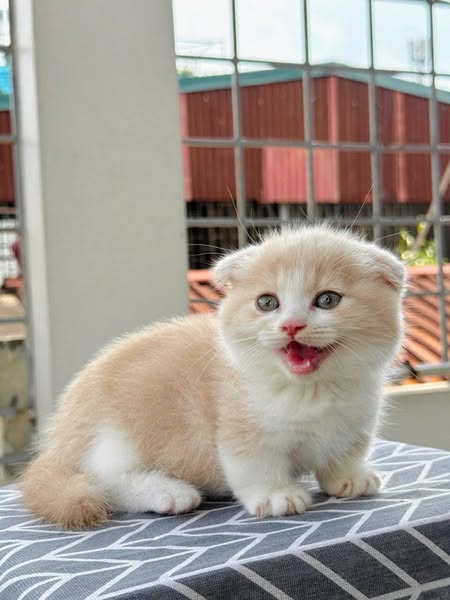 Munchkin Fold