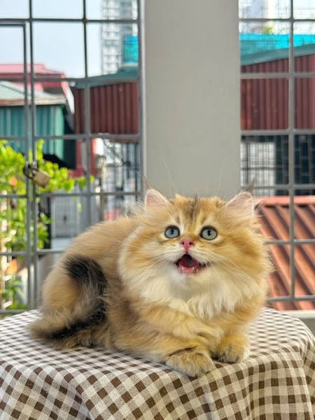 British Longhair